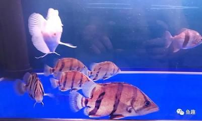 泰北虎容易暴斃嗎？：泰北虎容易暴斃嗎