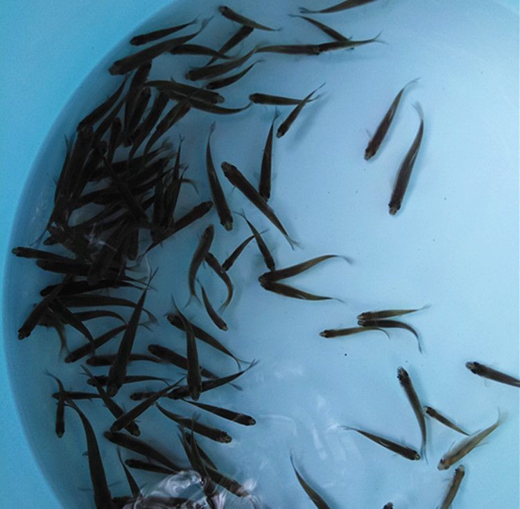 喂龍魚用什么工具比較好：喂養龍魚時，一個好的喂食工具可以幫助你更方便地喂食