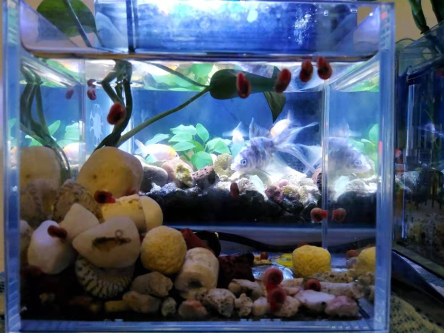 印尼虎魚多少溫度飼養(yǎng)最好:印尼虎魚多少溫度飼養(yǎng)最好印尼虎魚多少溫度飼養(yǎng)最好 大興安嶺龍魚養(yǎng)殖基地地址在哪兒 魚缸百科 大興安嶺龍魚養(yǎng)殖基地地址在哪兒 大興安嶺龍魚養(yǎng)殖基地地址在哪兒 魚缸百科