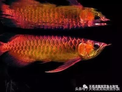 龍魚什么水溫最合適養