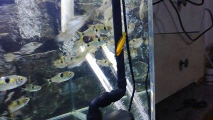 虎魚一天喂食量多少合適：虎魚一天喂食量多少合適虎魚一天喂食量多少合適 虎魚一天喂食量多少合適：虎魚一天喂食量多少合適虎魚一天喂食量多少合適 虎魚百科 第3張