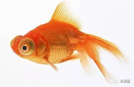 好看的淡水觀賞魚（十大最好養(yǎng)的淡水觀賞魚品種淡水觀賞魚品種淡水觀賞魚的種類大全）