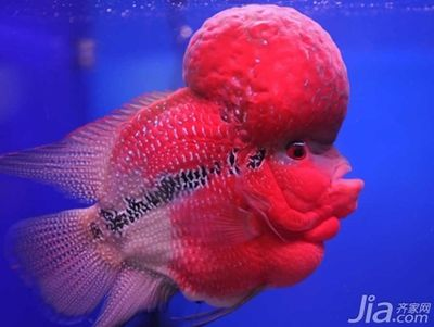 好看的淡水觀賞魚（十大最好養(yǎng)的淡水觀賞魚品種淡水觀賞魚品種淡水觀賞魚的種類大全）