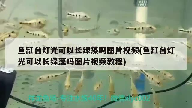 水族燈 魚缸臺(tái)燈光可以長(zhǎng)綠藻嗎圖片視頻(魚缸臺(tái)燈光可以長(zhǎng)綠藻嗎圖片視頻教程) 魟魚百科 魚缸臺(tái)燈光可以長(zhǎng)綠藻嗎圖片視頻(魚缸臺(tái)燈光可以長(zhǎng)綠藻嗎圖片視頻教程) 魚缸臺(tái)燈光可以長(zhǎng)綠藻嗎圖片視頻(魚缸臺(tái)燈光可以長(zhǎng)綠藻嗎圖片視頻教程) 魟魚百科