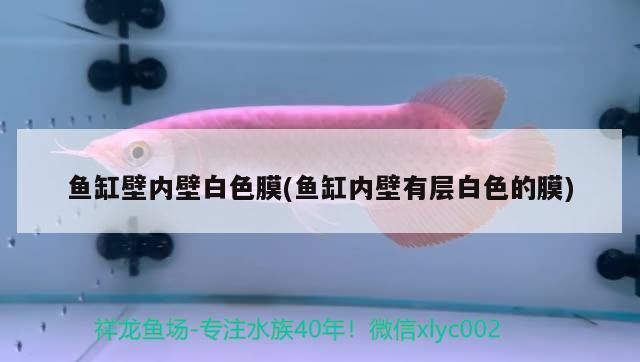 魚(yú)缸壁內(nèi)壁白色膜(魚(yú)缸內(nèi)壁有層白色的膜)