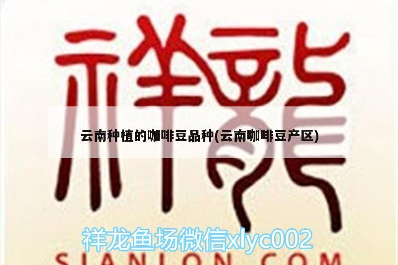 云南種植的咖啡豆品種(云南咖啡豆產區) 云南種植的咖啡豆品種(云南咖啡豆產區) 馬來西亞咖啡