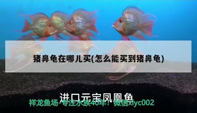 魚缸 豬鼻龜在哪兒買(怎么能買到豬鼻龜) 豬鼻龜百科 豬鼻龜在哪兒買(怎么能買到豬鼻龜) 豬鼻龜在哪兒買(怎么能買到豬鼻龜) 豬鼻龜百科