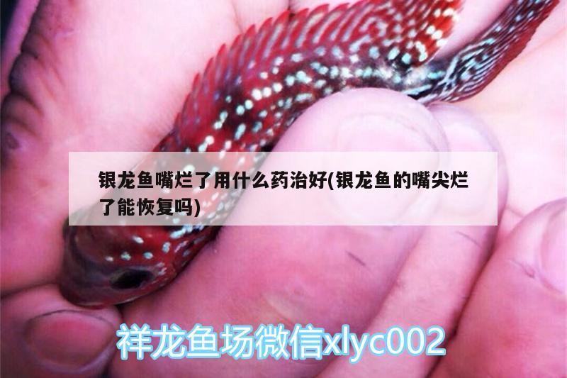 銀龍魚(yú)嘴爛了用什么藥治好(銀龍魚(yú)的嘴尖爛了能恢復(fù)嗎)