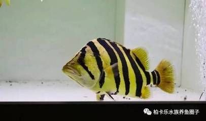 虎魚喂什么食物：虎魚喂食指南