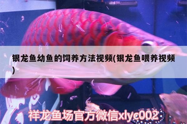 銀龍魚幼魚的飼養方法視頻(銀龍魚喂養視頻)