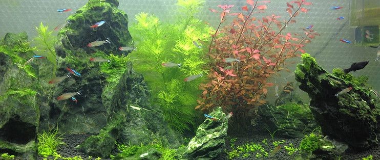 大魚缸配件都需要什么工具：大魚缸需要哪些配件和工具