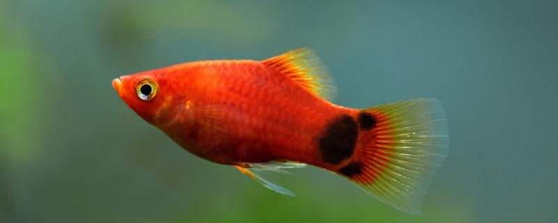 米奇魚吃什么魚食什么時間喂