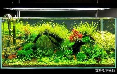 徹底清洗魚缸會影響水質(zhì)嗎為什么不能養(yǎng)魚：如何保持魚缸清潔的重要性