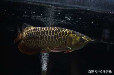 被魟魚扎了怎么解決：被魟魚扎了怎么辦 被魟魚扎了怎么解決：被魟魚扎了怎么辦 魟魚百科 第3張