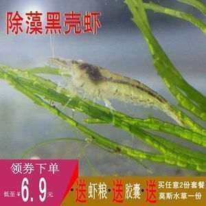 龍魚可以吃蝦尾嗎vs祥龍魚場：龍魚可以吃蝦尾嗎