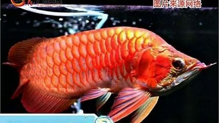 武漢紅龍魚價格行情最新
