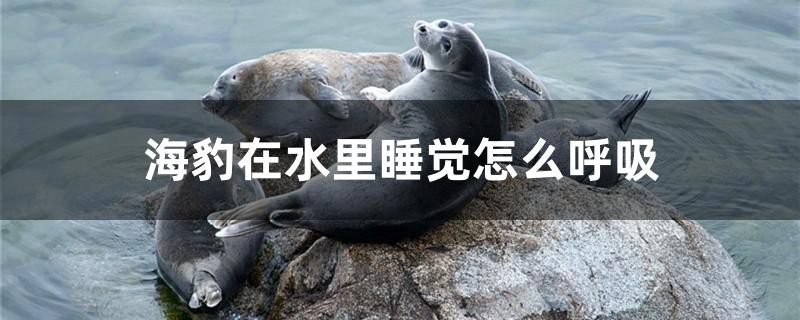 海豹在水里睡覺怎么呼吸
