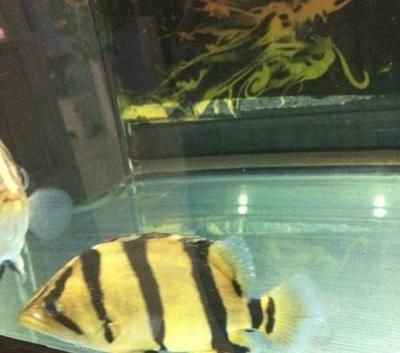 虎魚20公分到30公分養多久能長大：虎魚從20公分到30公分養多久能長大