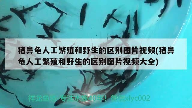 豬鼻龜人工繁殖和野生的區別圖片視頻(豬鼻龜人工繁殖和野生的區別圖片視頻大全)
