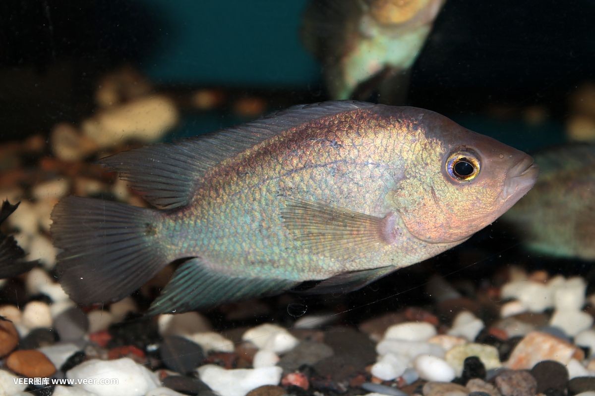 慈鯛觀賞魚可以養多大的魚缸：如何正確養護三湖慈鯛 慈鯛觀賞魚可以養多大的魚缸：如何正確養護三湖慈鯛 魚缸百科 第1張