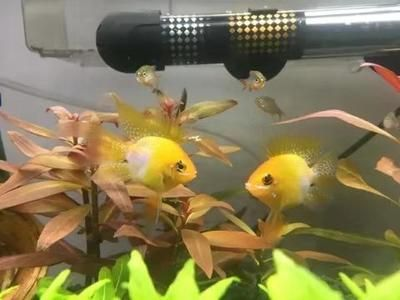 慈鯛觀賞魚可以養多大的魚缸：如何正確養護三湖慈鯛 慈鯛觀賞魚可以養多大的魚缸：如何正確養護三湖慈鯛 魚缸百科 第4張