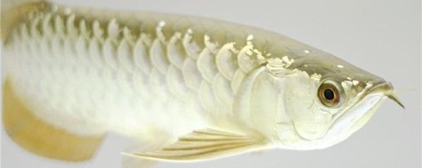 養(yǎng)金龍魚有什么好處：養(yǎng)金龍魚可以帶來哪些好處？ 養(yǎng)金龍魚有什么好處：養(yǎng)金龍魚可以帶來哪些好處？ 金龍魚百科 第1張
