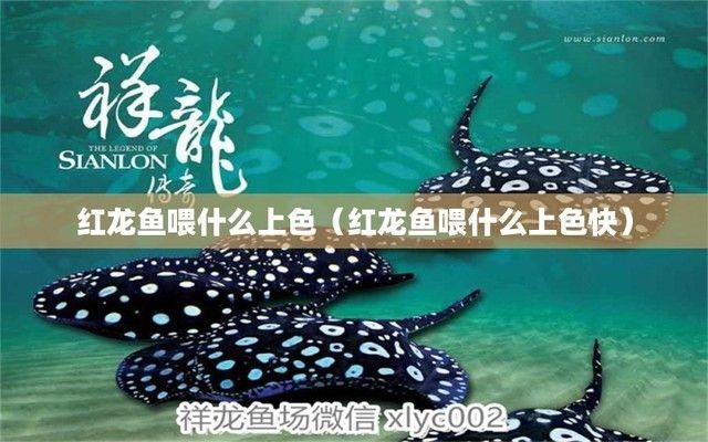 紅龍魚飼料顏色選擇技巧：紅龍魚健康飲食搭配指南,紅龍魚飼料選擇常見誤區