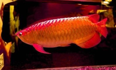 食用紅龍魚大概多少錢一只：孟吉爾紅龍魚價格從幾十元到數百萬元不等，紅龍魚價格波動原因 食用紅龍魚大概多少錢一只：孟吉爾紅龍魚價格從幾十元到數百萬元不等，紅龍魚價格波動原因 紅龍魚百科 第4張