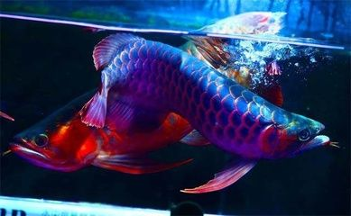 食用紅龍魚大概多少錢一只：孟吉爾紅龍魚價格從幾十元到數百萬元不等，紅龍魚價格波動原因 食用紅龍魚大概多少錢一只：孟吉爾紅龍魚價格從幾十元到數百萬元不等，紅龍魚價格波動原因 紅龍魚百科 第5張