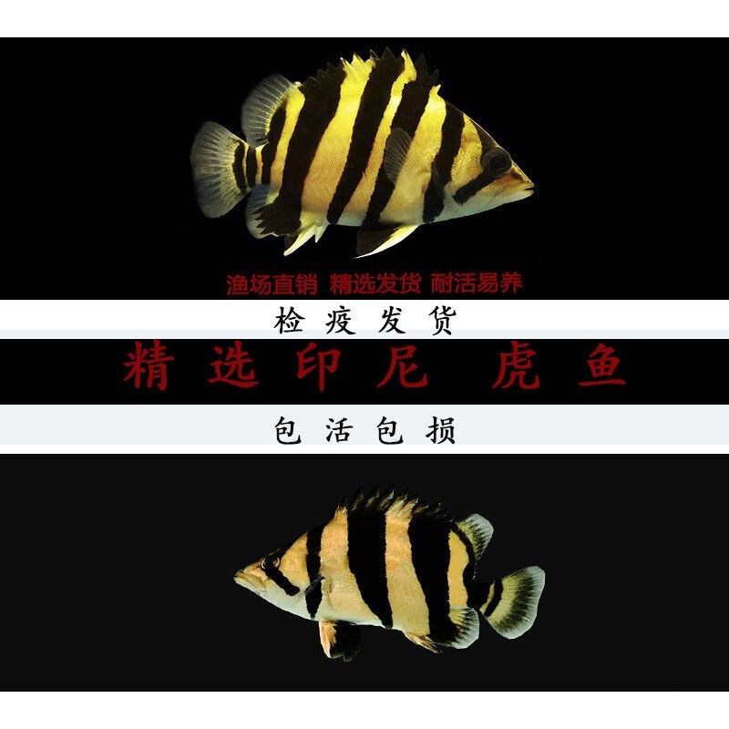 泰北虎和蘇虎哪個(gè)好：泰北虎和蘇虎哪個(gè)好呢