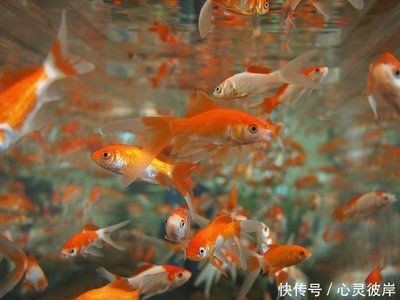 大魚缸消毒最簡單的方法視頻教學(xué)：大魚缸消毒方法魚缸消毒方法魚缸消毒注意事項