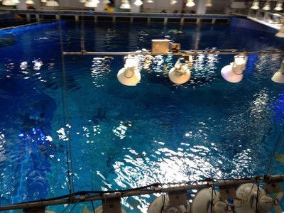 大魚缸消毒最簡單的方法視頻教學(xué)：大魚缸消毒方法魚缸消毒方法魚缸消毒注意事項