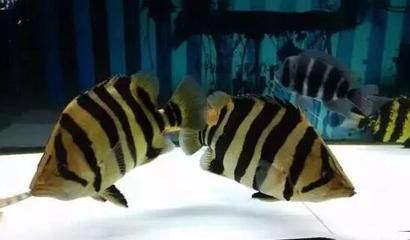 泰北虎暴斃的原因：泰北虎暴斃的原因是什么？