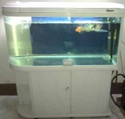 處理二手魚缸,一米二,六個(gè)打包1000,單要一個(gè)200:二手魚缸價(jià)格一般多少 魚缸百科 第3張 處理二手魚缸,一米二,六個(gè)打包1000,單要一個(gè)200:二手魚缸價(jià)格一般多少 處理二手魚缸,一米二,六個(gè)打包1000,單要一個(gè)200:二手魚缸價(jià)格一般多少 魚缸百科 第3張