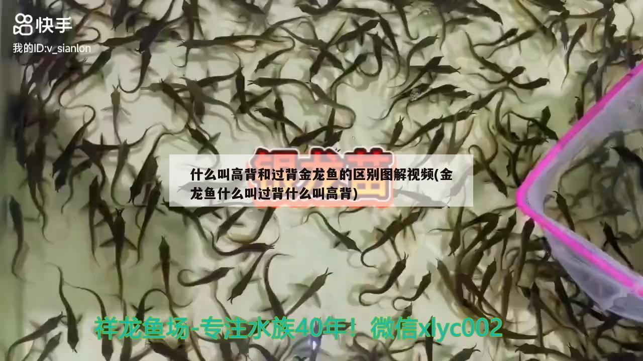什么叫高背和過背金龍魚的區別圖解視頻(金龍魚什么叫過背什么叫高背)