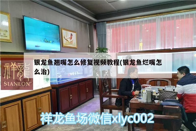 銀龍魚翹嘴怎么修復視頻教程(銀龍魚爛嘴怎么治)