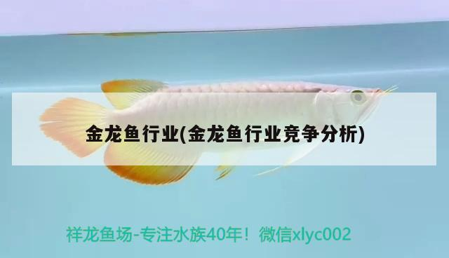 金龍魚行業(yè)(金龍魚行業(yè)競(jìng)爭(zhēng)分析) 金龍魚行業(yè)(金龍魚行業(yè)競(jìng)爭(zhēng)分析) 魟魚百科