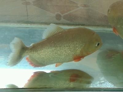 虎魚一般講究養幾條魚：虎魚的大小、魚缸的大小、魚缸的大小以及虎魚之間的相處情況