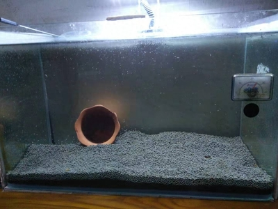 丹東觀賞魚養殖基地電話號碼多少（丹東觀賞魚養殖基地電話號碼多少號） 丹東觀賞魚養殖基地電話號碼多少（丹東觀賞魚養殖基地電話號碼多少號） 金龍魚百科 第1張