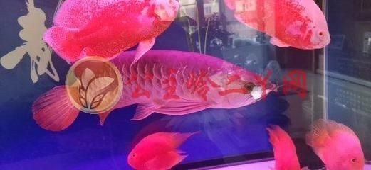 紅龍魚哪里的最好買到：紅龍魚健康標準有哪些