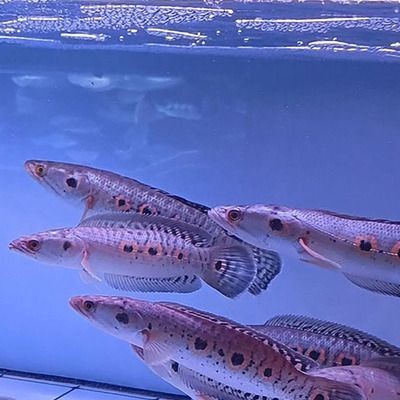 黃金河虎魚水溫調控設備選擇,黃金河虎魚水溫調控設備價格及牌子 虎魚百科 第2張 黃金河虎魚水溫調控設備選擇,黃金河虎魚水溫調控設備價格及牌子 黃金河虎魚水溫調控設備選擇,黃金河虎魚水溫調控設備價格及牌子 虎魚百科 第2張