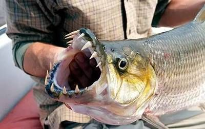 魟魚剛買多久能吃：魟魚通常在購買后一段時間才能被人類食用以下信息
