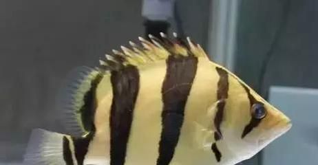 虎魚(yú)的1314紋好還是4紋好貴:虎魚(yú)的1314紋和1314紋各有其特點(diǎn)和優(yōu)勢(shì)哪種更好 虎魚(yú)百科 第1張 虎魚(yú)的1314紋好還是4紋好貴:虎魚(yú)的1314紋和1314紋各有其特點(diǎn)和優(yōu)勢(shì)哪種更好 虎魚(yú)的1314紋好還是4紋好貴:虎魚(yú)的1314紋和1314紋各有其特點(diǎn)和優(yōu)勢(shì)哪種更好 虎魚(yú)百科 第1張