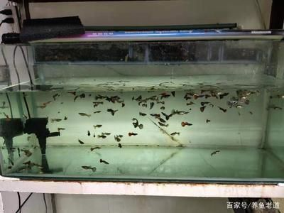觀賞魚的進貨渠道有哪些種類