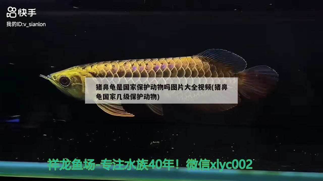 豬鼻龜是國家保護動物嗎圖片大全視頻(豬鼻龜國家?guī)准壉Ｗo動物)