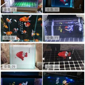 紅龍魚缸背景紙什么顏色好看:不同顏色背景紙對紅龍魚影響的詳細分析 紅龍魚百科 第3張 紅龍魚缸背景紙什么顏色好看:不同顏色背景紙對紅龍魚影響的詳細分析 紅龍魚缸背景紙什么顏色好看:不同顏色背景紙對紅龍魚影響的詳細分析 紅龍魚百科 第3張