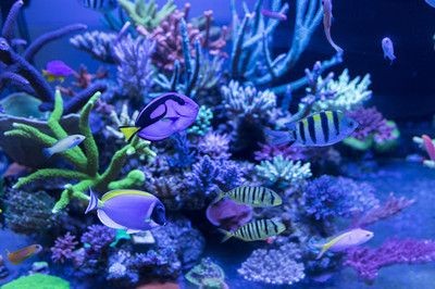 魟魚體表潰瘍處理技巧：魟魚體潰瘍的處理方法