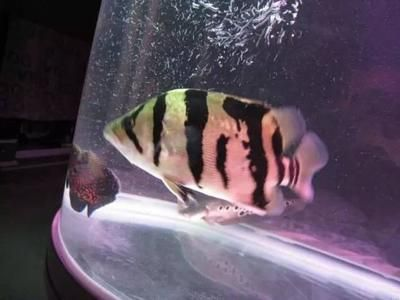 雜紋泰虎價格：雜紋泰虎價格影響因素雜紋泰虎價格影響因素雜紋泰虎價格