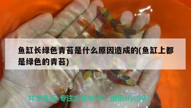 飼料 魚缸長綠色青苔是什么原因造成的(魚缸上都是綠色的青苔) 魟魚百科 魚缸長綠色青苔是什么原因造成的(魚缸上都是綠色的青苔) 魚缸長綠色青苔是什么原因造成的(魚缸上都是綠色的青苔) 魟魚百科