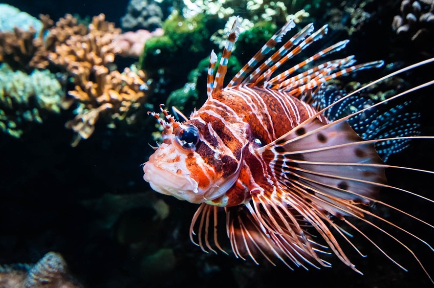 金底過背金龍魚圖片大全(過背金龍是什么)